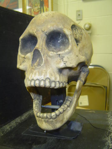 mcelroy skull 003
